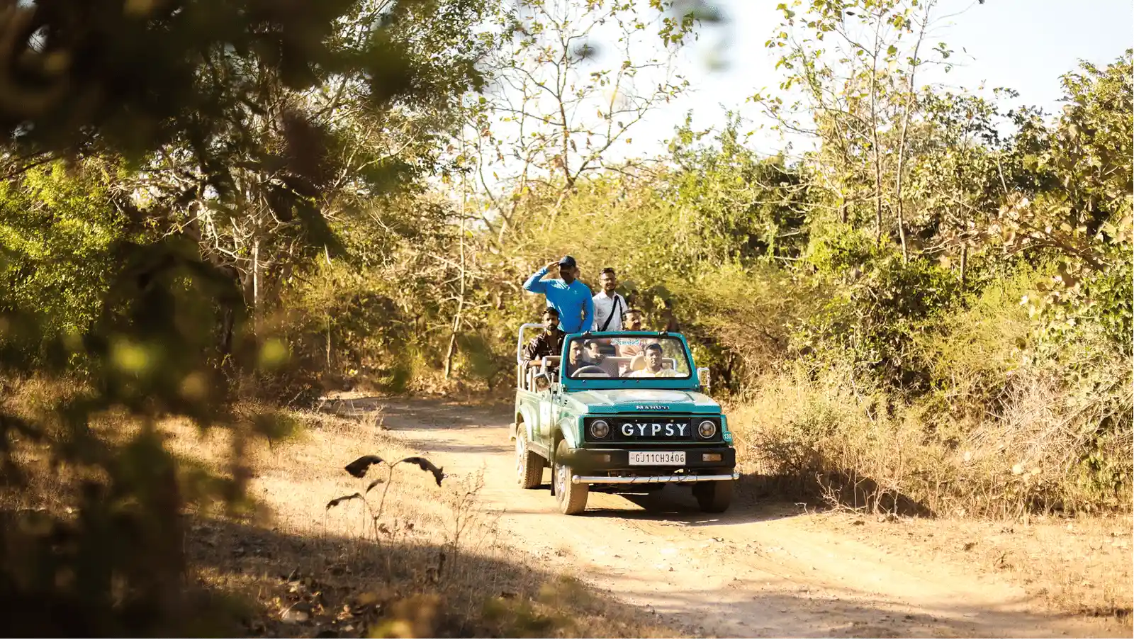 Jungle Safari